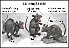 ImgOfHDPR