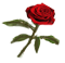 ImgOfHDPR